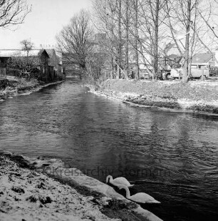 Trave: Stadtarm: vorne zwei Schwäne am ufer, links Zufluss der Trave, im Hintergrund rechts der Schriftzug des Kaufhaus Nickel: Blick nach Osten: Winterbild