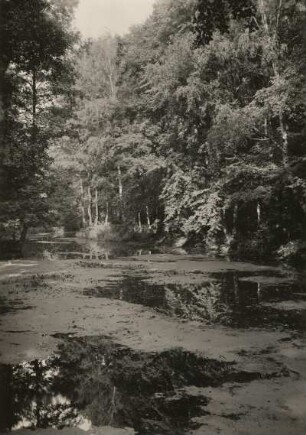 Nordsächsisches Tiefland. Auenlandschaft in der Elster - Luppe - Aue zwischen Leipzig und Halle (Saale)