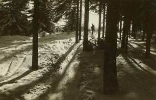 Wintersonne im Wald am Pöbelknochen