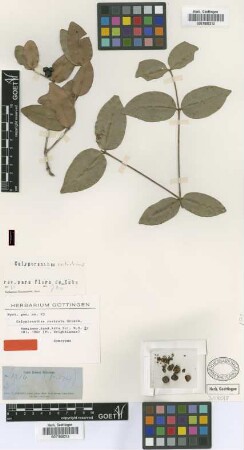 Calyptranthes rostrata Griseb. [isolectotype]