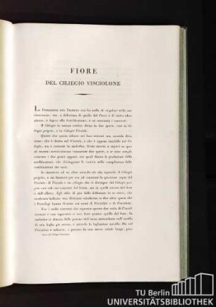 Fiore del Ciliegio Visciolone