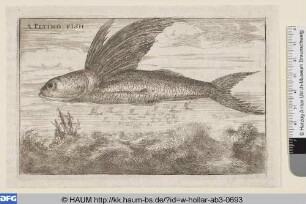 Fliegender Fisch