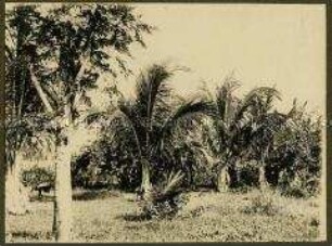 Ansicht mehrerer Palmenpflanzen
