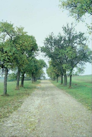 Feldweg mit Zwetschenbäumen auf beiden Seiten