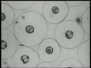 Oviposition and Embryonic Development in the Comb Jelly Pleurobrachia pileus (Ctenophora)