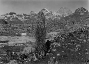 Lobelie : Blütenstand einer Lobelie im Mount-Kenya-Massiv