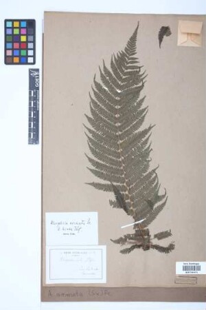 Alsophila armata (Sw.) C.Presl