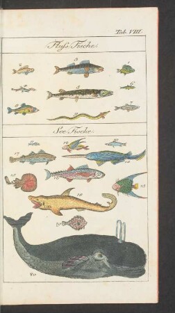 Tafel VIII. Fluss Fische. See Fische.