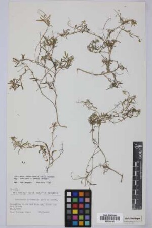 Lobularia intermedia Webb & Berthel.