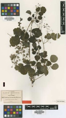 Thalictrum cuernavacanum Rose [syntype]