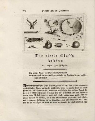 Die vierte Klasse. Insekten mit nezartigen Flügeln.