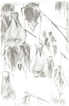Abutilon : Gelbke, Georg: Abutilon. Aquarell; 45,8 x 29,5 cm. Privatbesitz