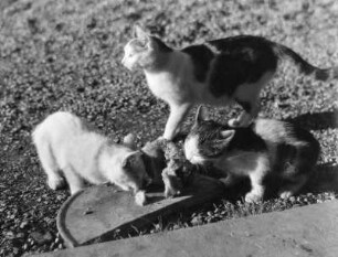 Junge Katzen