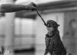 Gepard : Ein junger Gepard wird mit einem Stück Fleisch gefüttert