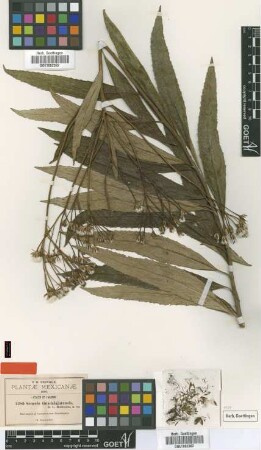 Senecio guadalajarensis B.L.Rob. [type]