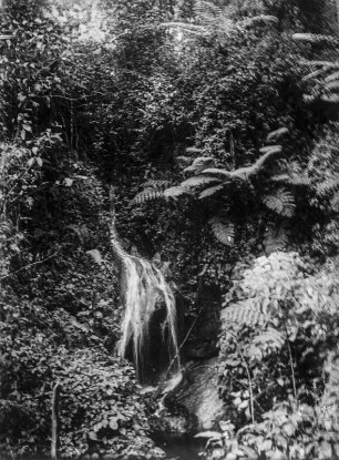 Wasserfall : Wasserfall im tropischen Urwald des Ruwenzori-Gebirges