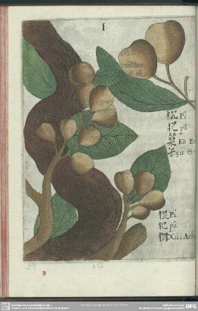 I. Pi-Pa. Fructus