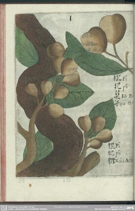I. Pi-Pa. Fructus