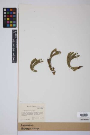 Huperzia selago (L.) Bernh.