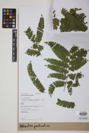 Adiantum pectinatum Kunze & Ettingsh.