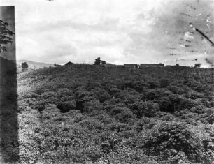 Gehöft : Blick über Vegetation auf ein Gehöft