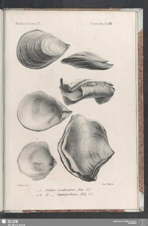Pl. 481