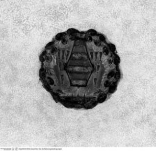 Wappen des Kardinals Oliviero Carafa - Kardinalswappen des Oliviero Caraffa