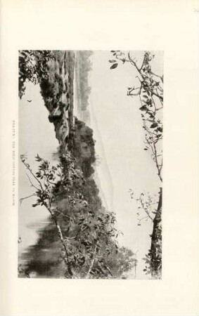 Pha-pun: the wild cotton-tree in bloom