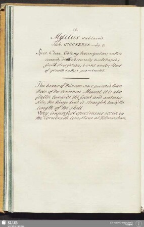 Mytilus sublaevis. Tab. CCCCXXXIX. - fig. 3