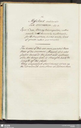 Mytilus sublaevis. Tab. CCCCXXXIX. - fig. 3