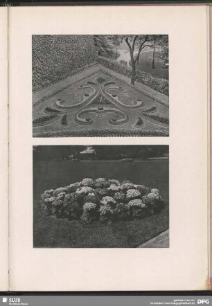 Ornamentales Beet