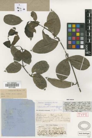 Sabicea moralesii Griseb. [holotype]