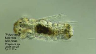 Polydora sp. Sylt 2014