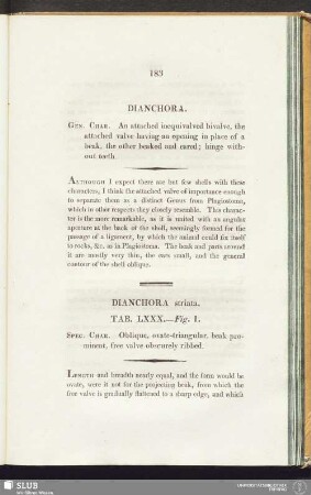 Dianchora striata. Tab. LXXX. - Fig. 1