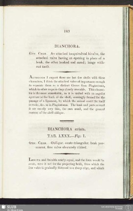 Dianchora striata. Tab. LXXX. - Fig. 1