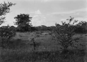 Savanne : Vegetation in einer Savanne in Tansania