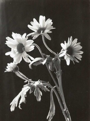 Saat-Wucherblume (Glebionis segetum, Syn.: Chrysanthemum segetum). Blütenstiele
