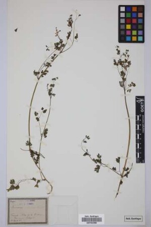 Fumaria spec.
