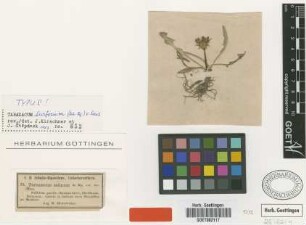 Taraxacum salinum Sch.Bip. var. Sch.Bip. turfosa[type]