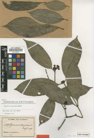 Garcinia densivenia Engl. [Isosyntype]