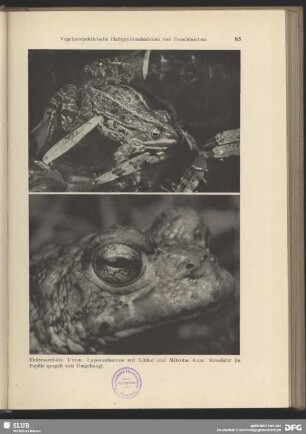 Kreuzkröte (Bufo calamita)