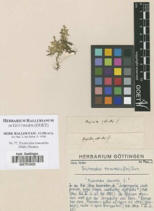 Trichocolea tomentella (Ehrh.) Dumort.