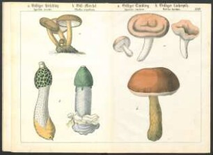 Tafel XXIV.: a. Giftiger Kirschling. [...] a. Giftiger Täubling. [...]