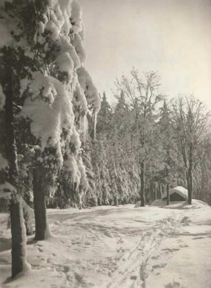 Vogtland, Aschberggebiet. Verschneite Waldpartie mit Fichtenbestand (Picea excélsa Link.)