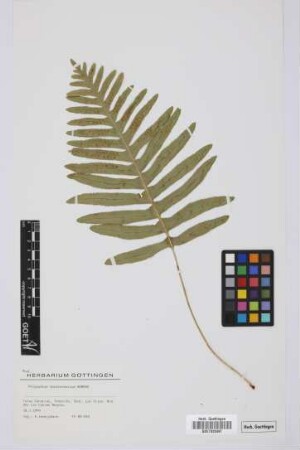 Polypodium macaronesicum Bobrov
