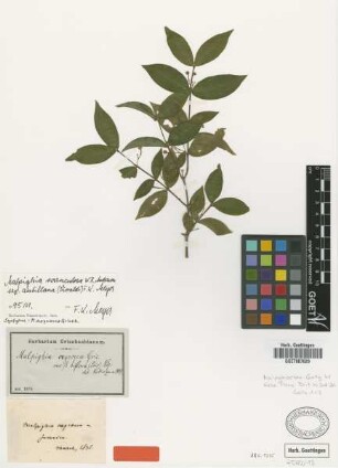 Malpighia oxyococca Griseb. var. biflora (Poir.) Nied.