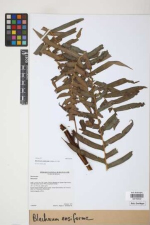 Blechnum ensiforme (Liebm.) C. Chr.