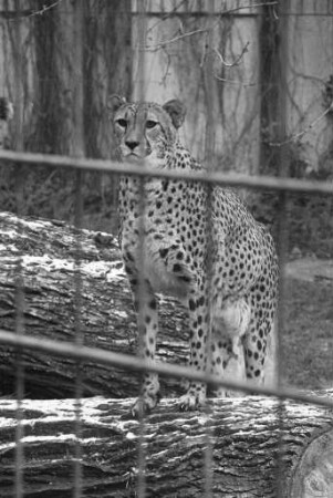 Geparden im Karlsruher Zoo