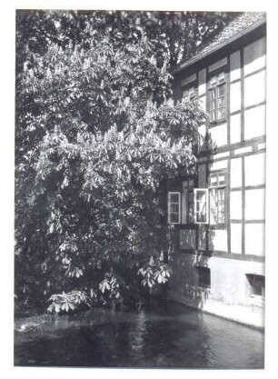 Haus Wallgraben Nr. 1 mit blühender Kastanie. Detmold. Wallgraben. Papierabzug