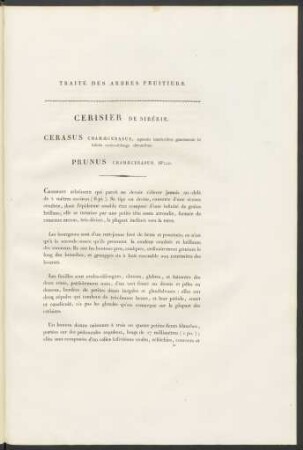 Cerisier De Sibérie. Cerasus Chamaecerasus ...